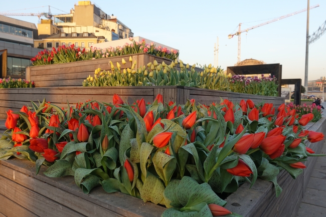 Taksim Meydanı lalelerle donatıldı